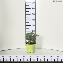 Aquilegia vulgaris 'Nora Barlow'