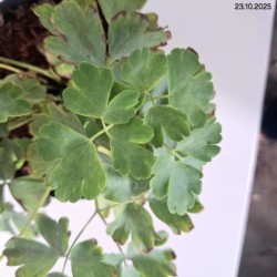 Aquilegia vulgaris 'Nora Barlow'