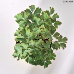 Aquilegia vulgaris 'Nora Barlow'