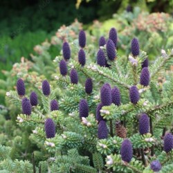Abies koreana 'Blue Emperor'