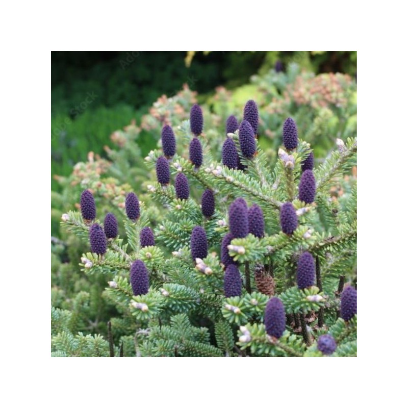 Abies koreana 'Blue Emperor'