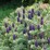 Abies koreana 'Blue Emperor'