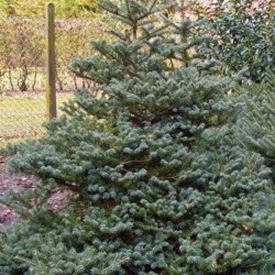 Abies koreana 'Blue Emperor'