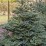 Abies koreana 'Blue Emperor'
