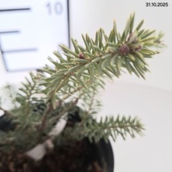 Abies koreana 'Blue Emperor'