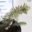 Abies koreana 'Blue Emperor'