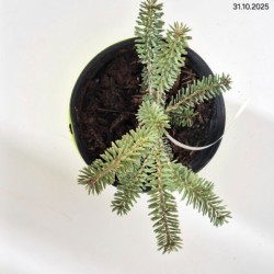 Abies koreana 'Blue Emperor'