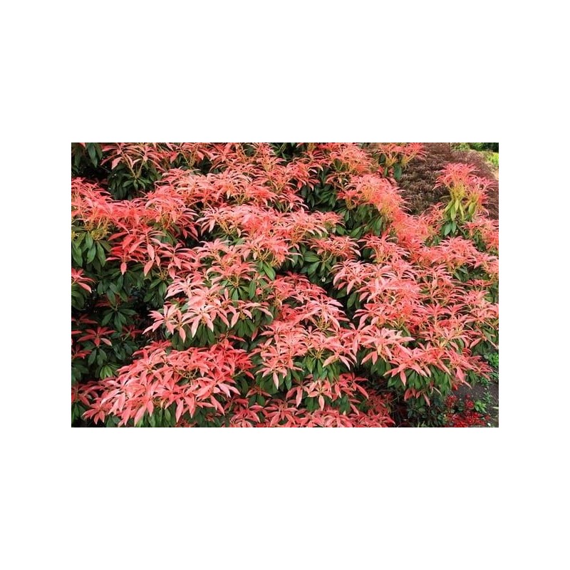 Pieris japonica 'Astrid'