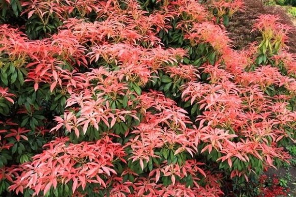 Pieris japonica 'Astrid'