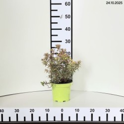 Pieris japonica 'Astrid'