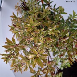 Pieris japonica 'Astrid'