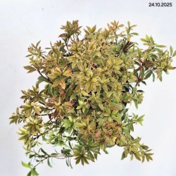 Pieris japonica 'Astrid'