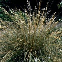 Deschampsia cespitosa...