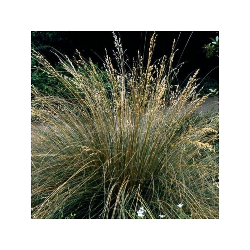 Deschampsia cespitosa 'Bronzeschleir'