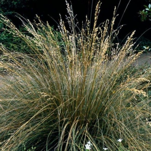 Deschampsia cespitosa 'Bronzeschleir'