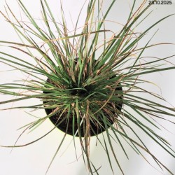 Deschampsia cespitosa 'Bronzeschleir'