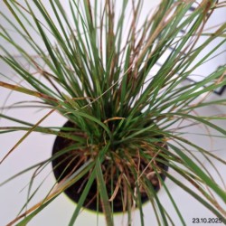 Deschampsia cespitosa 'Bronzeschleir'