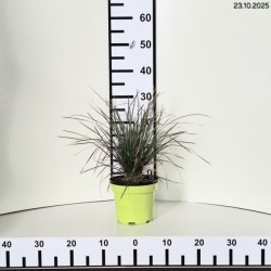 Deschampsia cespitosa 'Bronzeschleir'