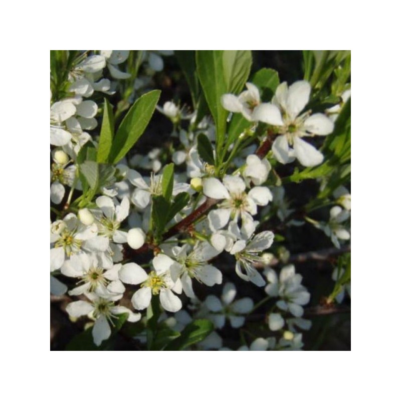 Prunus pumila var. depressa