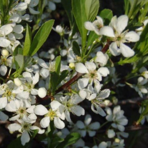 Prunus pumila var. depressa