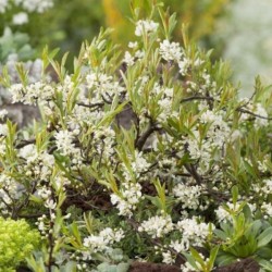 Prunus pumila var. depressa