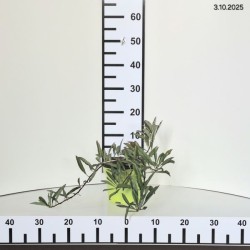 Prunus pumila var. depressa