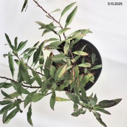 Prunus pumila var. depressa