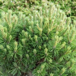 Pinus mugo 'Allgäu'