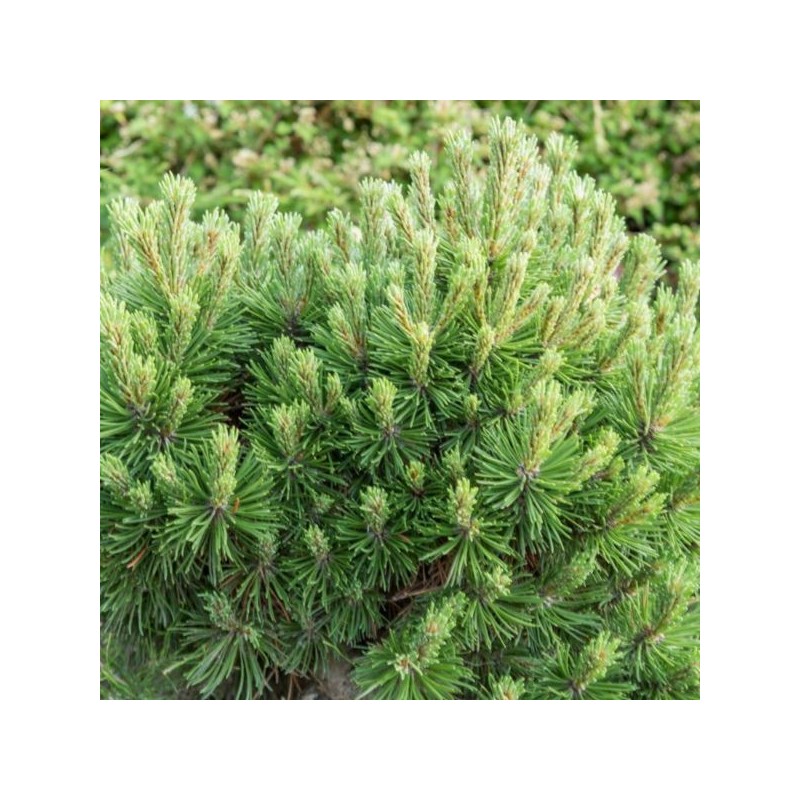 Pinus mugo 'Allgäu'