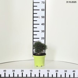 Pinus mugo 'Allgäu'