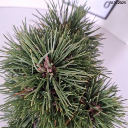 Pinus mugo 'Allgäu'