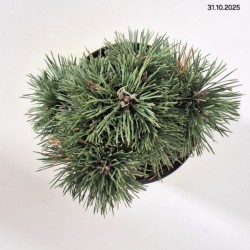 Pinus mugo 'Allgäu'