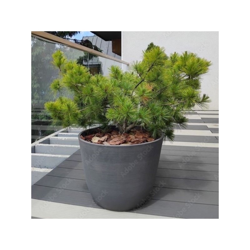 Pinus densiflora 'Low Glow'