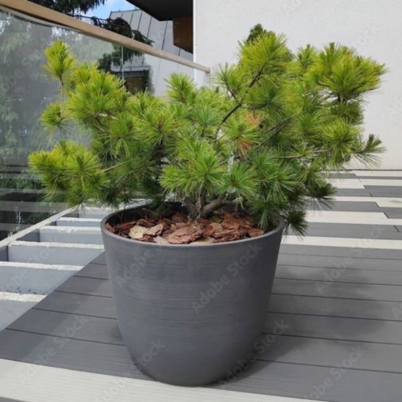 Pinus densiflora 'Low Glow'