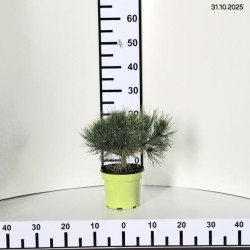 Pinus densiflora 'Low Glow'