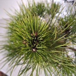 Pinus densiflora 'Low Glow'