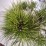 Pinus densiflora 'Low Glow'