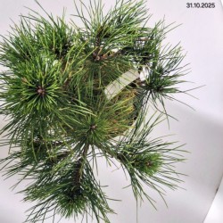 Pinus densiflora 'Low Glow'