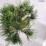 Pinus densiflora 'Low Glow'