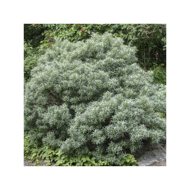 Hippophae rhamnoides 'Hikul'