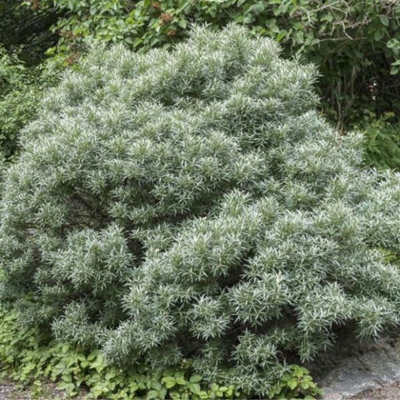 Hippophae rhamnoides 'Hikul'