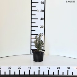 Hippophae rhamnoides 'Hikul'