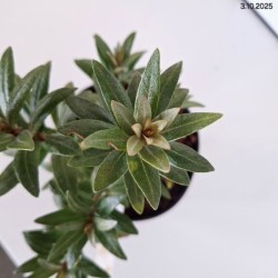 Hippophae rhamnoides 'Hikul'