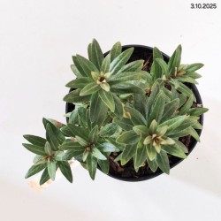 Hippophae rhamnoides 'Hikul'