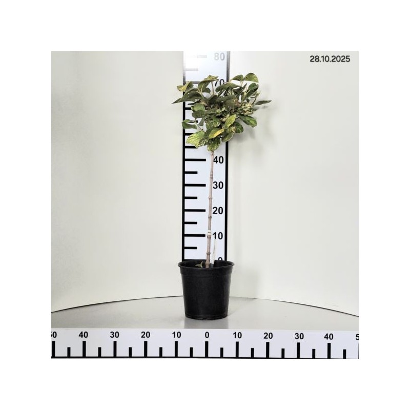 Viburnum lantana 'Aureovariegata'