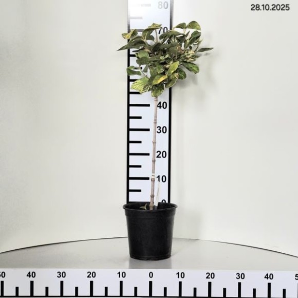 Viburnum lantana 'Aureovariegata'