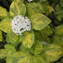 Viburnum lantana 'Aureovariegata'