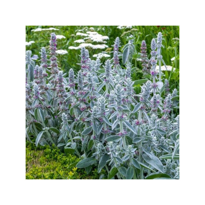 Stachys byzantina