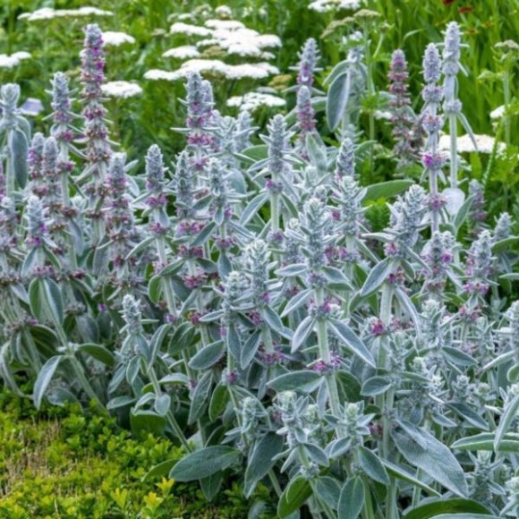 Stachys byzantina