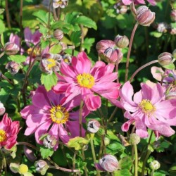 Anemone hupehensis FANTASY...